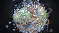 Growreport Bild 10