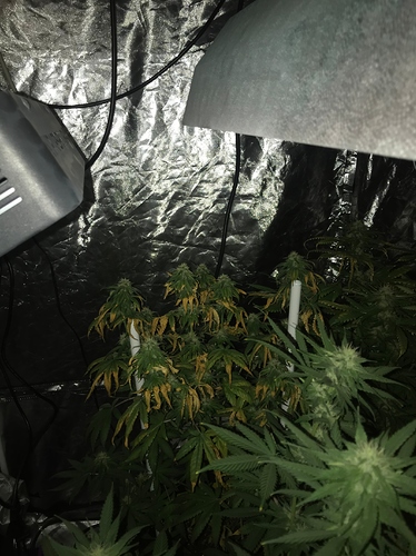 Growreport Bild 3