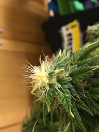 Growreport Bild 2