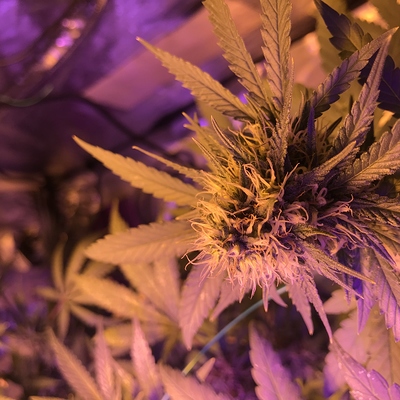 Growreport Bild 16