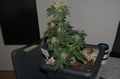 Growreport Bild 17