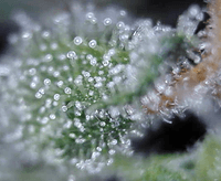Growreport Bild 3