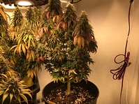 Growreport Bild 7