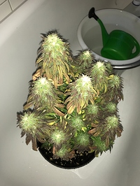 Growreport Bild 5