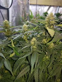 Growreport Bild 2