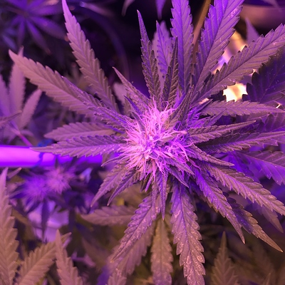 Growreport Bild 4