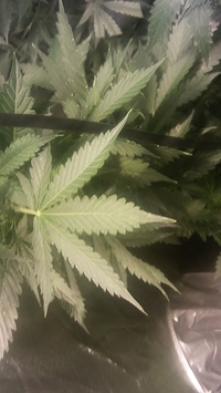 Growreport Bild 12