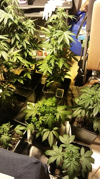 Growreport Bild 20