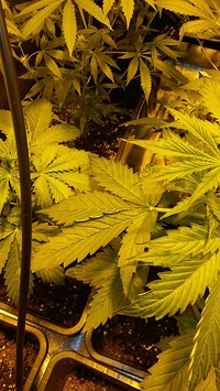 Growreport Bild 9