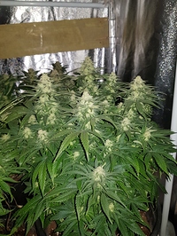Growreport Bild 2