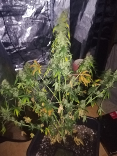Growreport Bild 7