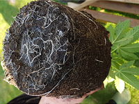 Growreport Bild 1