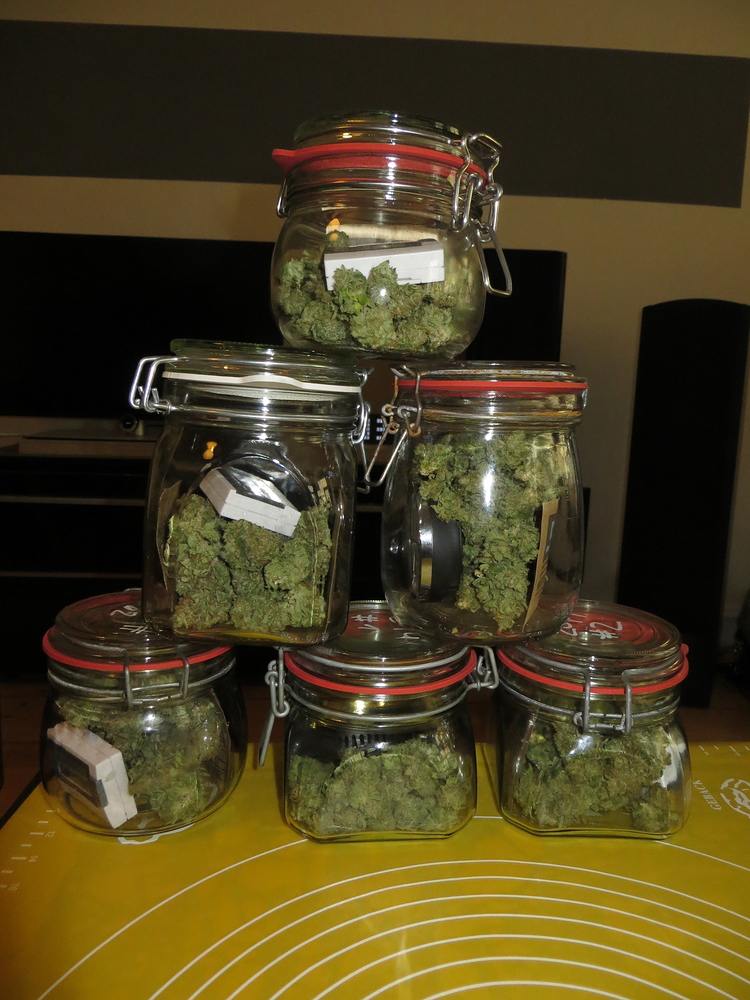 1. Indoor Grow; 3 x Skunk#1; Hans Panel 100 W