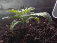 Growreport Bild 2