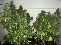 Growreport Bild 5