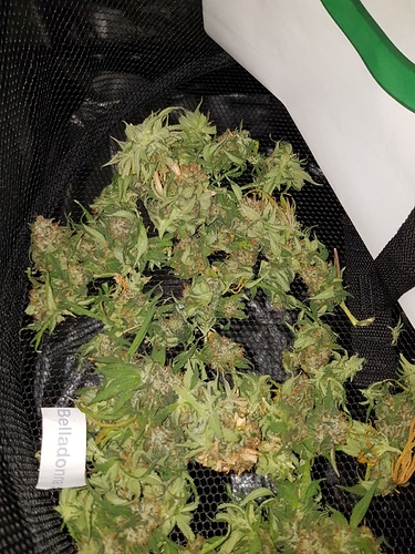 Growreport Bild 15