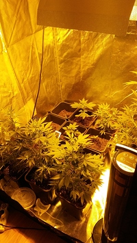 Growreport Bild 8