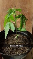 Growreport Bild 5