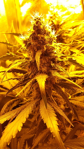 Growreport Bild 4