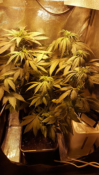 Growreport Bild 7