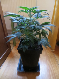 Growreport Bild 3