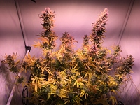 Growreport Bild 1