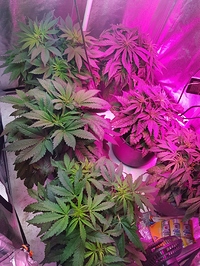 Growreport Bild 2