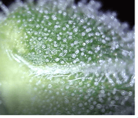 Growreport Bild 1