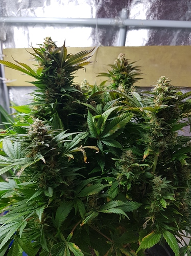 Growreport Bild 25