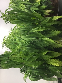 Growreport Bild 5