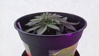 Growreport Bild 2