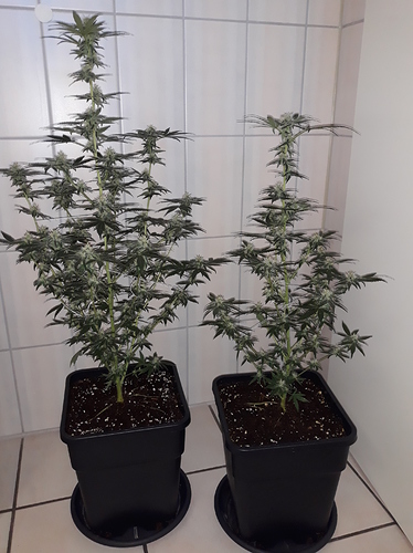 Growreport Bild 4