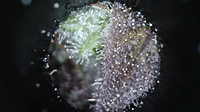 Growreport Bild 5