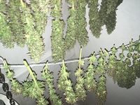 Growreport Bild 4