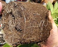 Growreport Bild 2