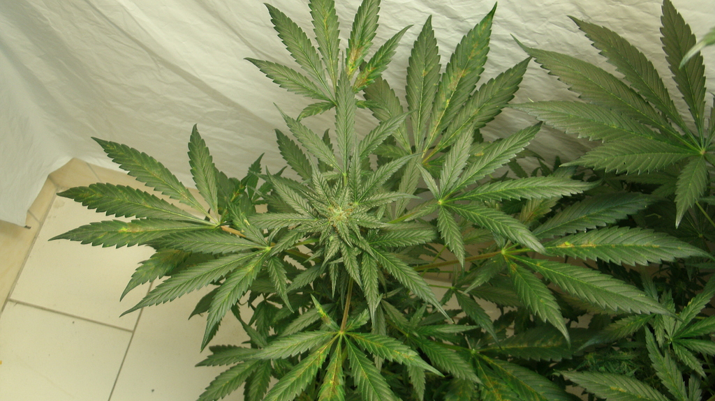 Blätter werden Braun Anfänger Forum