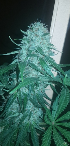 Growreport Bild 1