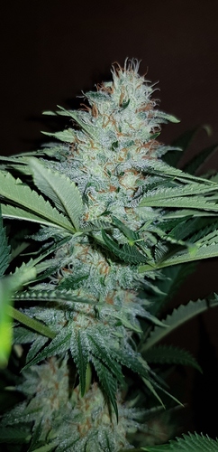 Growreport Bild 16
