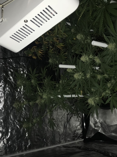 Growreport Bild 1