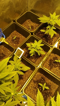 Growreport Bild 14