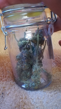 Growreport Bild 5