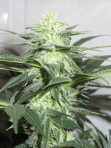 Growreport Bild 7