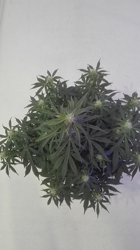 Growreport Bild 3