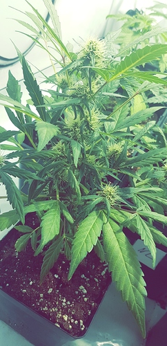 Growreport Bild 9