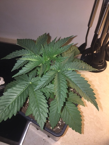 Growreport Bild 1