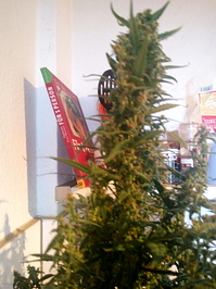 Growreport Bild 8