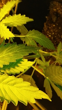 Growreport Bild 20