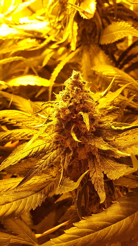Growreport Bild 1