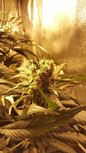 Growreport Bild 1