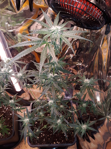 Growreport Bild 4